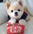 dogeatkitkat