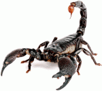 scorpionul