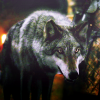 nightwolf23
