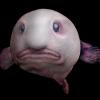 blobfish