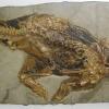 psittacosaurus_phalus